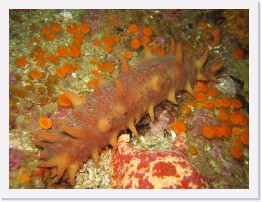 IMG_0731 * California Sea Cucumber * 2048 x 1536 * (1.08MB)