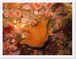 IMG_0753 * Painted Greenling, Bat Star, Club-Tipped Anenomes * 2048 x 1536 * (1.09MB)