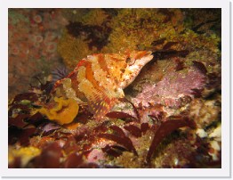 IMG_0754 * Painted Greenling * 2048 x 1536 * (927KB)