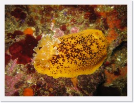 IMG_0760 * Noble Dorid nudibranch * 2048 x 1536 * (936KB)