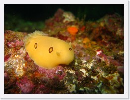 IMG_0773 * San Diego Dorid nudibranch * 3264 x 2448 * (1.7MB)