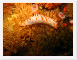 IMG_0800 * Clown nudibranch (Triopha catalinae) * 3264 x 2448 * (1.73MB)