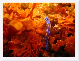 IMG_0812 * Porter's Chromodorid nudibranch (Mexichromis porterae) on Lacy Bryozoans * 3264 x 2448 * (1.72MB)