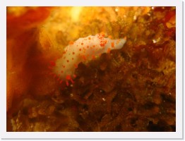 IMG_0824 * Clown nudibranch (Triopha catalinae) * 1631 x 1216 * (238KB)