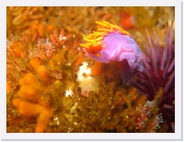 IMG_0828 * Spanish Shawl nudibranch * 2168 x 1628 * (437KB)