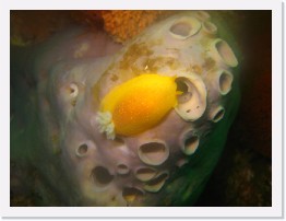 IMG_0910 * White Spotted Porostome nudibranch (Doriopsilla albopunctata) on a Gray Moon Sponge * 3264 x 2448 * (1.44MB)