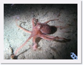 MVI_0965 * VIDEO: Baby Octopus feeding on krill * 160 x 120 * (12.21MB)