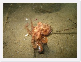 IMG_0968 * Baby Octopus feeding on krill * 3264 x 2448 * (2.36MB)