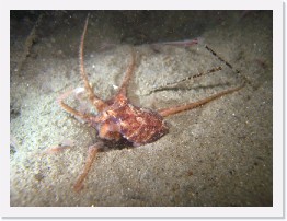 IMG_0970 * Baby Octopus feeding on krill * 3264 x 2448 * (2.15MB)