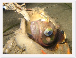 IMG_0976-crop * Sarcastic Fringehead * 2285 x 1714 * (994KB)