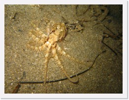 IMG_0980 * Baby Octopus feeding on krill * 3264 x 2448 * (2.59MB)