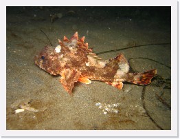 IMG_1055 * Scorpionfish * 3264 x 2448 * (2.3MB)