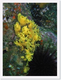 IMAG0080-crop * Unknown Sponge * 1783 x 2377 * (2.12MB)