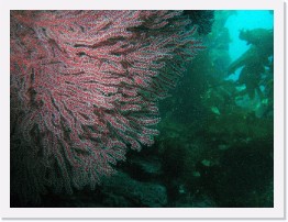 IMG_0326-crop * Red Gorgonian * 3114 x 2336 * (1.98MB)