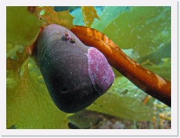 IMG_0335-crop * Noriis's Top Snail, with Barnacle and encrusting coral growing on it * 2508 x 1881 * (910KB)