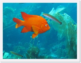 IMG_0343-crop * Garibaldi and Senorita - cleaning station * 2706 x 2030 * (1006KB)