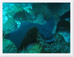 IMG_0397-crop * Bat Ray * 3264 x 2448 * (1.95MB)