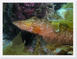 IMG_0455-crop * Giant Kelpfish (Heterostichus rostratus) * 3264 x 2448 * (1.99MB)