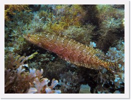 IMG_0456-crop * Giant Kelpfish (Heterostichus rostratus) * 2999 x 2249 * (2.11MB)