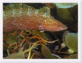 IMG_0458-crop * Giant Kelpfish (Heterostichus rostratus) * 2950 x 2213 * (1.48MB)