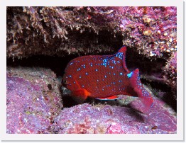 IMG_0473-crop * Juvenile Garibaldi * 2184 x 1638 * (1.29MB)