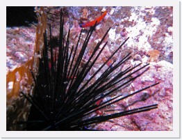 IMG_0628-crop * Bluebanded Gobys, Spiny Urchin * 2979 x 2234 * (1.73MB)