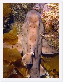 IMG_0678-crop * Horn Shark * 1836 x 2448 * (1.33MB)