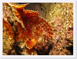 IMG_0713-crop * California Scorpionfish * 2856 x 2142 * (1.71MB)