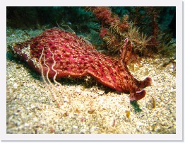 IMG_0744 * California Sea Hare, Brittle Stars * 3264 x 2448 * (2.71MB)