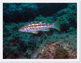 IMG_0771-crop * Calico Bass (Kelp Bass) * 3264 x 2448 * (2.05MB)