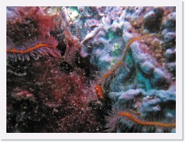 IMG_0795-crop * Coonstripe Shrimp, Spiny Brittle Stars * 2296 x 1722 * (1002KB)