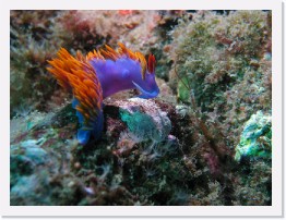 IMG_0816-crop * Spanish Shawl nudibranch (Flabellina iodinea) * 2376 x 1782 * (986KB)