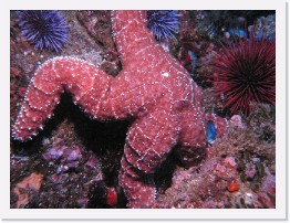 IMG_0852-crop * Ochre Star (Pisaster ochraceus) * 3264 x 2448 * (2.21MB)