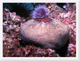 IMG_0854 * Giant Keyhole Limpet (Megathura crenulata) * 3264 x 2448 * (4.38MB)