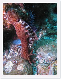 IMG_0875-crop * California Sea Hare (Aplysia californica) * 2448 x 3264 * (2.08MB)