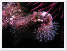 IMG_0906-crop * Hedgehog Hydroid (Hydractinia milleri) * 2403 x 1802 * (710KB)