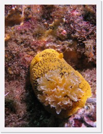 IMG_0915-crop * Noble Dorid * 1595 x 2127 * (915KB)