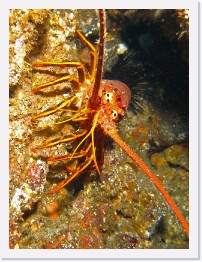 IMG_0957-crop * California Spiny Lobster * 1830 x 2440 * (1.42MB)