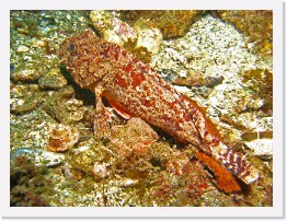 IMG_0961-crop * California Scorpionfish * 2721 x 2041 * (2.14MB)