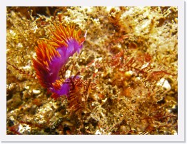 IMG_0962-crop * Spanish Shawl nudibranch * 2729 x 2047 * (1.26MB)