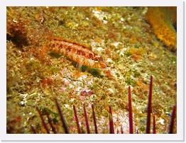 IMG_0989-crop * Island Kelpfish (Alloclinus holderi) * 2556 x 1917 * (1.51MB)