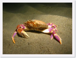 IMG_1026 * Slender Crab * 3264 x 2448 * (2.19MB)