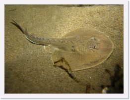 IMG_1029 * Thornback Ray * 3264 x 2448 * (2.25MB)