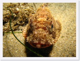 IMG_1038 * California Scorpionfish * 3264 x 2448 * (2.02MB)