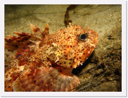 IMG_1040 * California Scorpionfish * 3264 x 2448 * (2.15MB)