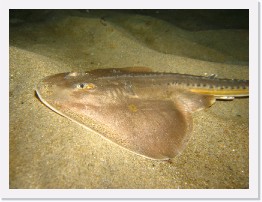 IMG_1046 * Thornback Ray * 3264 x 2448 * (2.36MB)