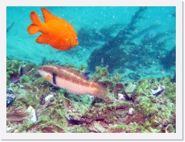 IMG_1067-crop * Garibaldi and Rock Wrasse * 2576 x 1932 * (797KB)