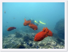 IMG_1080-crop * Garibaldi * 3264 x 2448 * (1.1MB)