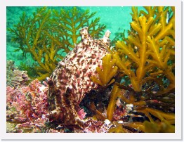 IMG_1113-crop * California Sea Hare * 3264 x 2448 * (1.29MB)