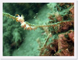 IMG_1238-crop * Three-lined Aeolid (Flabellina trilineata) * 2420 x 1815 * (480KB)